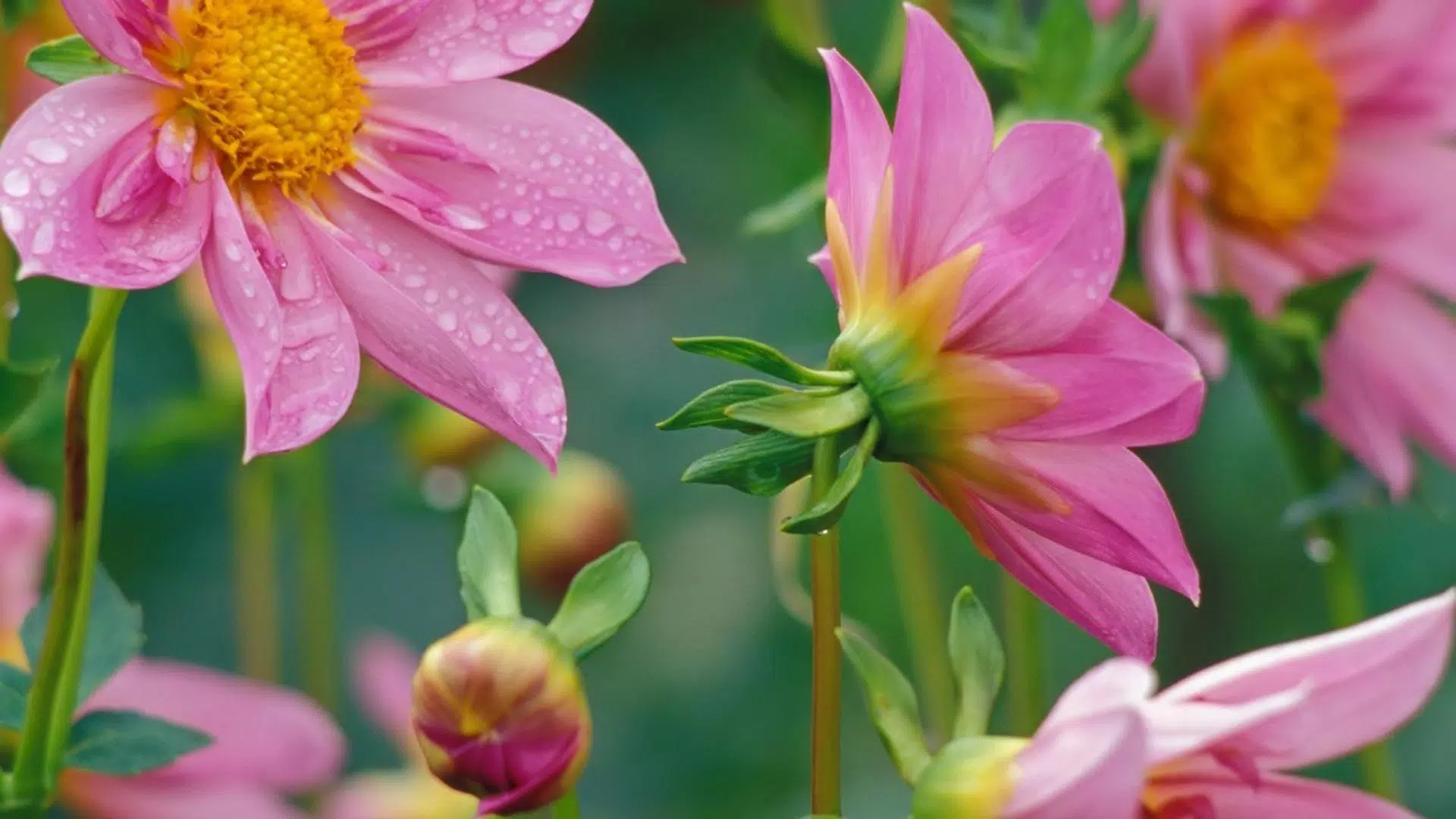 Descarga de APK de Fondo de Pantalla de Flores HD y 4k para Android Descarga de APK de Fondo de Pantalla de Flores HD y 4k para Android