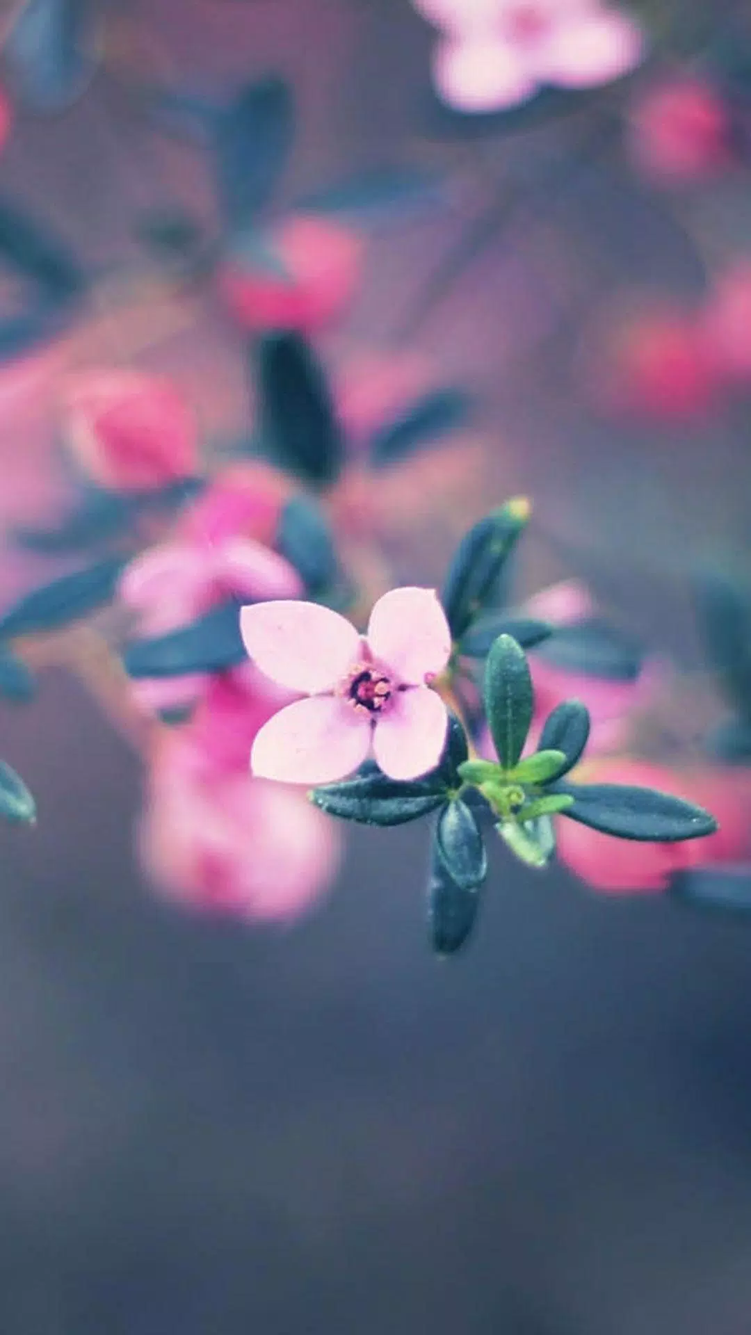 Descarga de APK de Fondo de Pantalla de Flores HD y 4k para Android Descarga de APK de Fondo de Pantalla de Flores HD y 4k para Android
