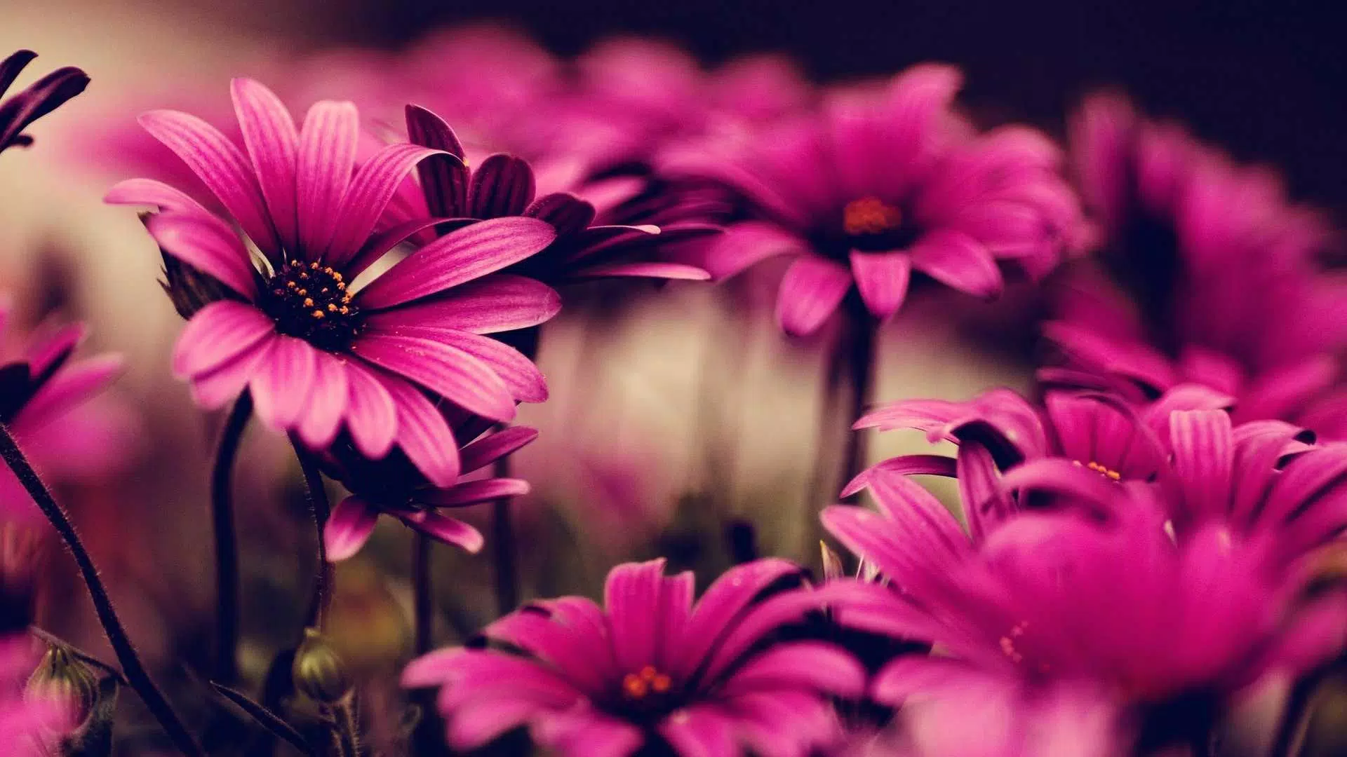 Descarga de APK de Fondo de Pantalla de Flores HD y 4k para Android Descarga de APK de Fondo de Pantalla de Flores HD y 4k para Android