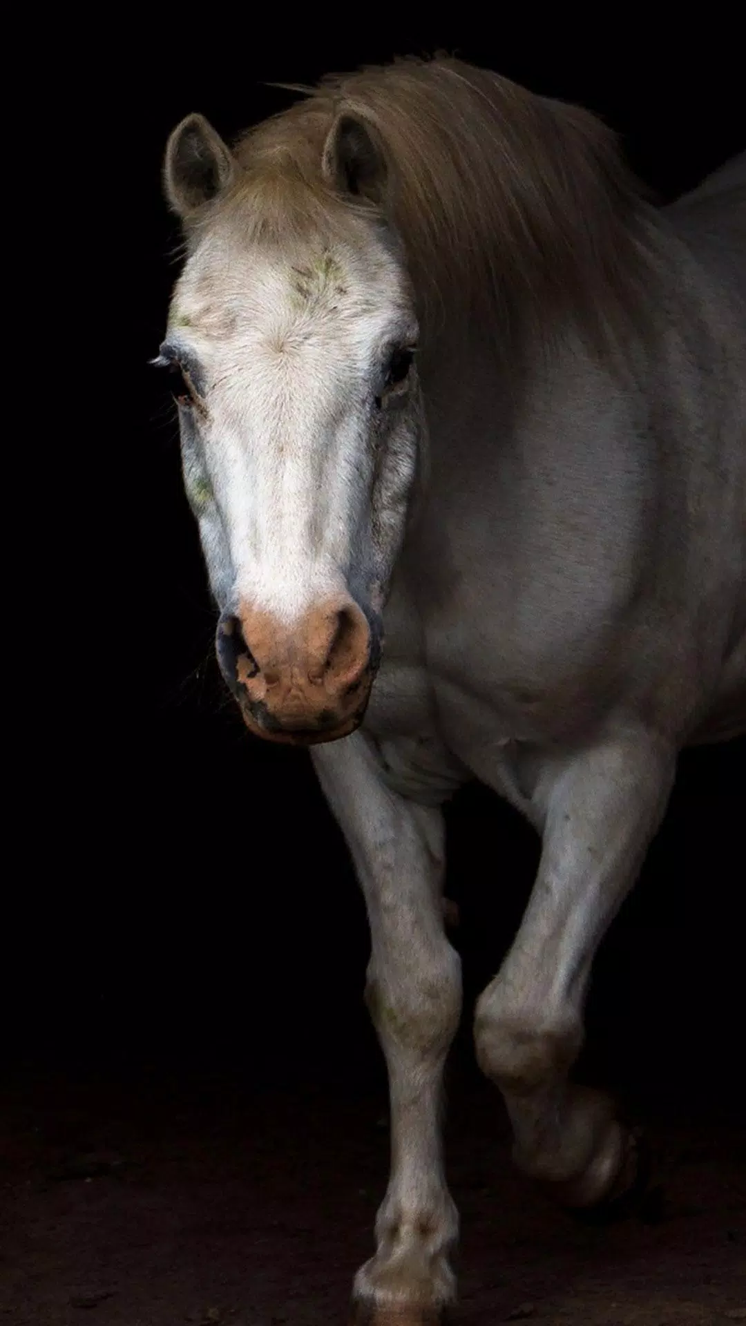 Descarga de APK de Fondos de pantalla de caballos HD y fondos de 4k para Android Descarga de APK de Fondos de pantalla de caballos HD y fondos de 4k para Android