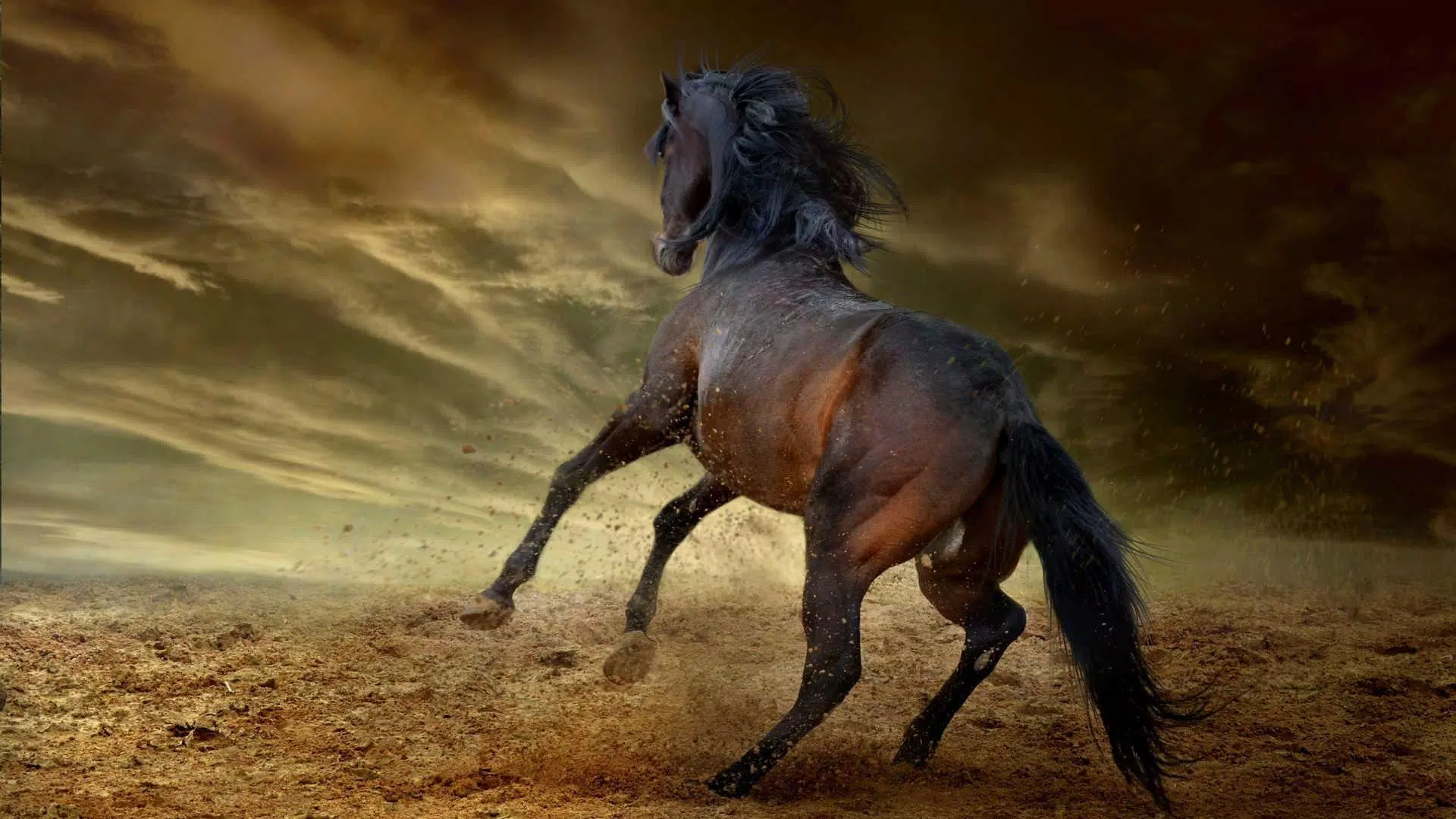 Descarga de APK de Fondos de pantalla de caballos HD y fondos de 4k para Android Descarga de APK de Fondos de pantalla de caballos HD y fondos de 4k para Android