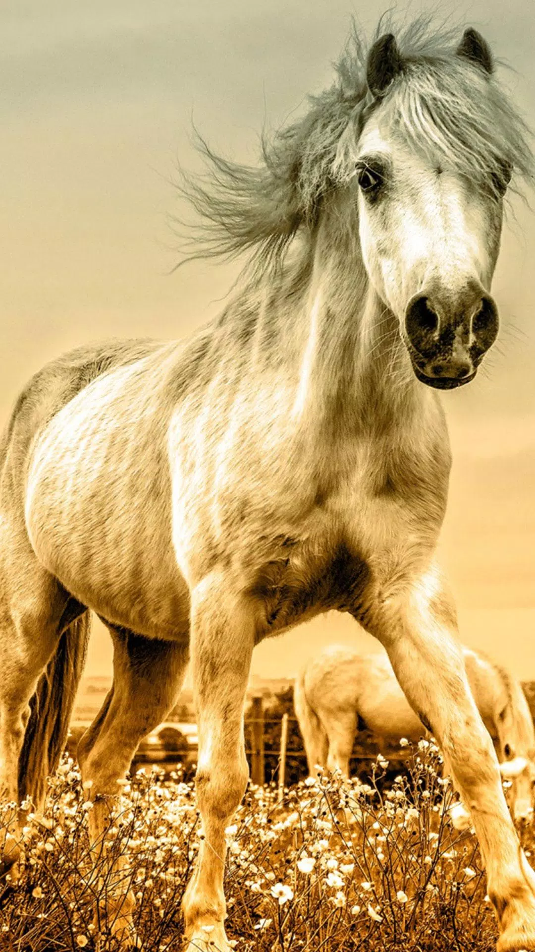 Descarga de APK de Fondos de pantalla de caballos HD y fondos de 4k para Android Descarga de APK de Fondos de pantalla de caballos HD y fondos de 4k para Android