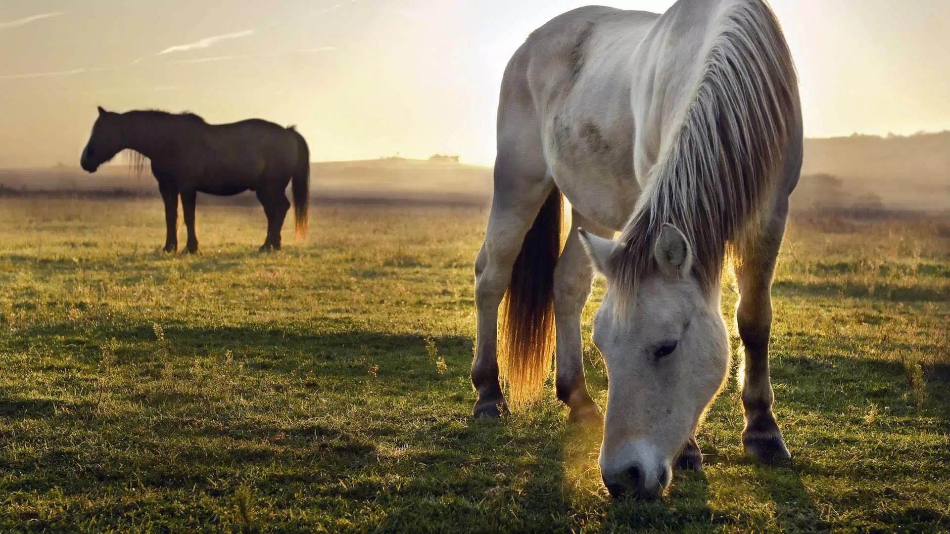 Descarga de APK de Fondos de pantalla de caballos HD y fondos de 4k para Android Descarga de APK de Fondos de pantalla de caballos HD y fondos de 4k para Android