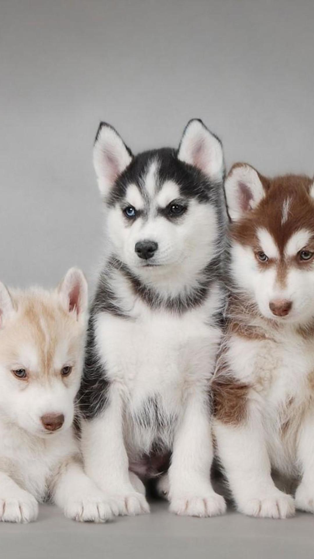 Husky Puppy Wallpapers For Android Apk Download