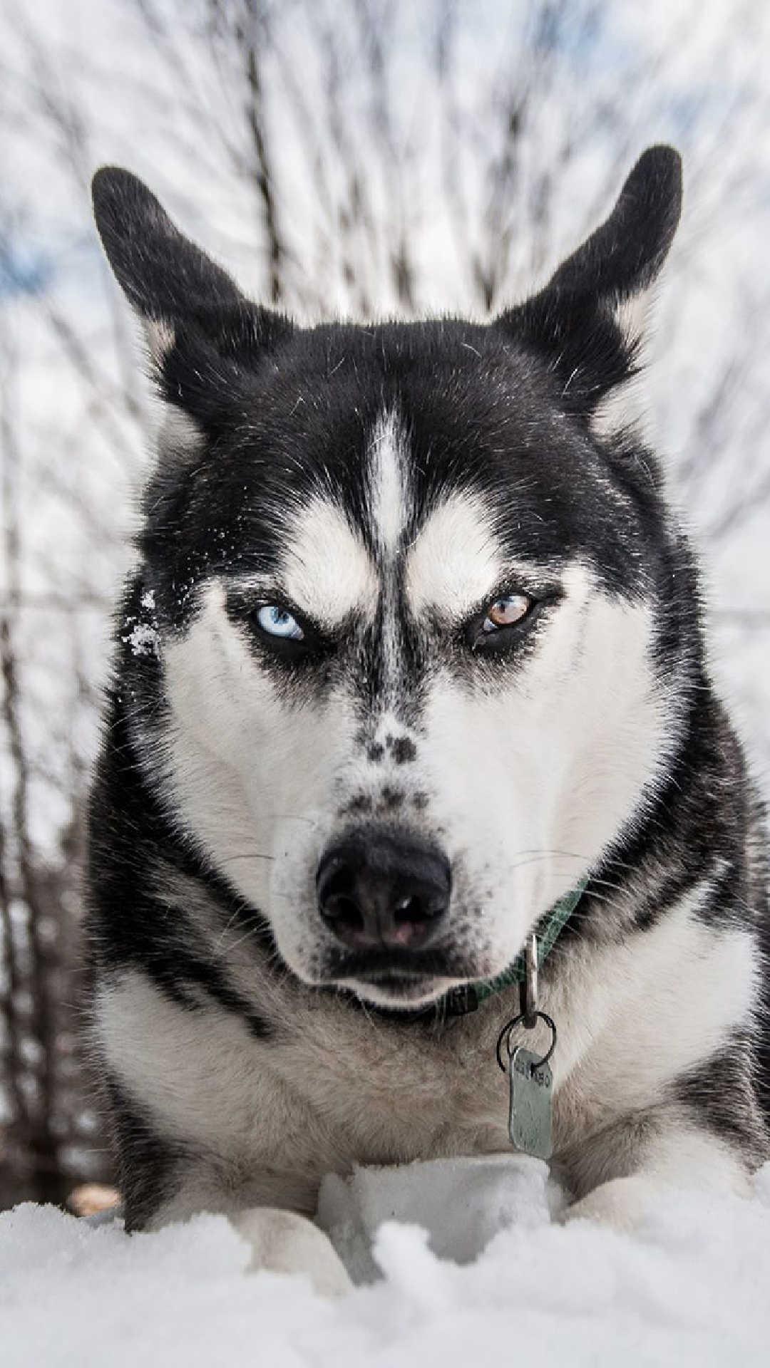 Siberian Husky Wallpapers For Android Apk Download