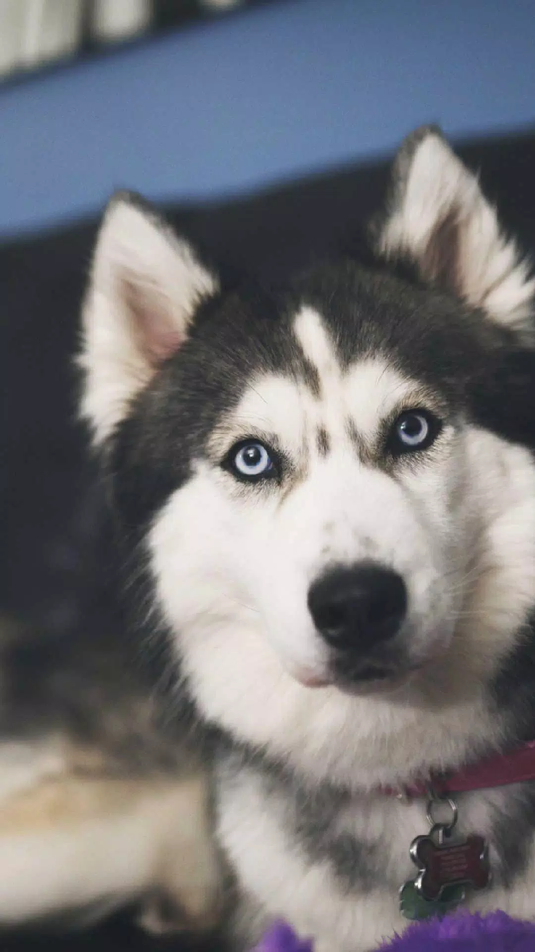 Siberian Husky Wallpapers APK for Android Download Siberian Husky Wallpapers APK for Android Download