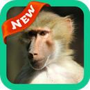 Baboon Wallpaper APK