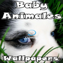 Fondos de Pantalla Animales APK