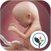 APK Pregnancy App & Baby Tracker