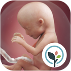 Pregnancy App & Baby Tracker 圖標