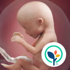 Pregnancy App & Baby Tracker Icon