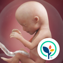 Pregnancy App & Baby Tracker APK