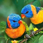 Animal Mágico: ¡180 Sonidos de icono