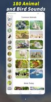 Magical Animal: 180 Animal and poster