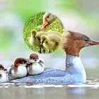 BabyCollie Mini: Kids and Magi icon