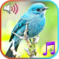 Birds Sounds Ringtones