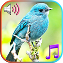 Птицы звуки и мелодии APK