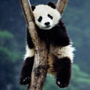 Baby Panda Wallpaper APK