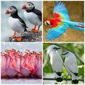 Guess Bird