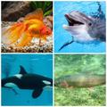 Guess Fish 2018
