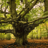 trees wallpaper - palm tree