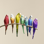 birds wallpapers