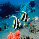 fish wallpaper APK