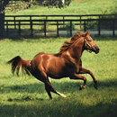 running horse wallpaper APK