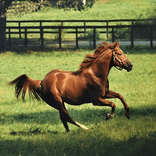 running horse wallpaper