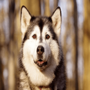 husky wallpaper - Dogs images APK