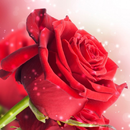 گلاب وال پیپر APK