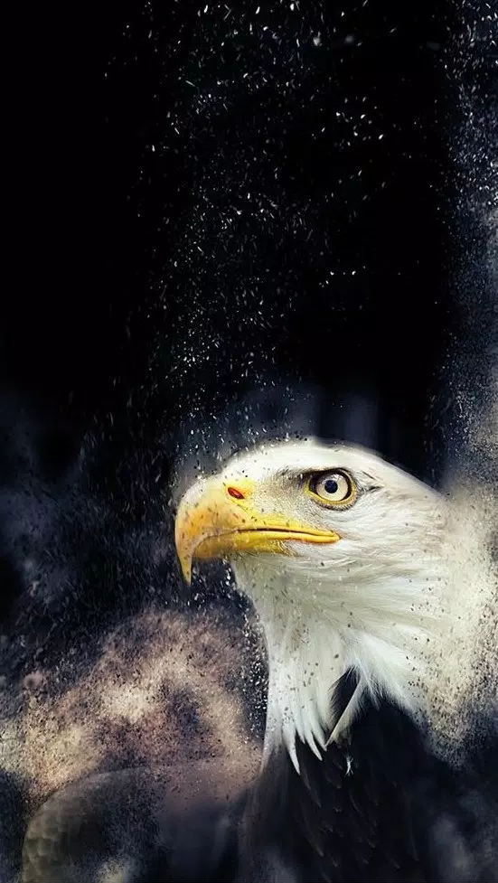 Eagle Wallpapers APK for Android Download Eagle Wallpapers APK for Android Download