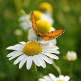 گل داؤدی وال پیپر آئیکن