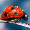 Kertas Dinding Ladybug
