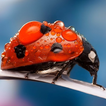 Fonds d'écran coccinelle