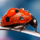 Fonds d'écran coccinelle icône