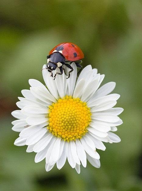 Ladybug Wallpapers for Android - APK Download