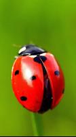 Fonds d'écran coccinelle capture d'écran 2