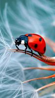 Fonds d'écran coccinelle capture d'écran 3