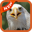 Bald Eagle Wallpaper APK