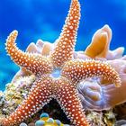 Starfish Cute Wallpaper HD Zeichen