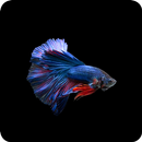 Betta Fish Wallpaper APK
