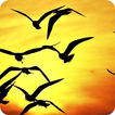Bird Wallpaper