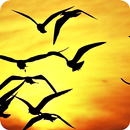 Bird Wallpaper APK
