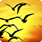 ikon Wallpaper Burung