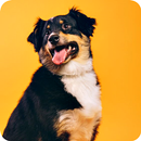 Dogs Wallpaper APK