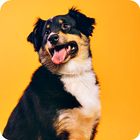 Dogs Wallpaper ไอคอน