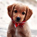 Puppy Wallpaper APK
