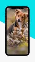 Puppy Wallpaper screenshot 1