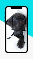 Puppy Wallpaper screenshot 2